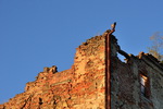 Schloßruine Hartenberg, Mauerwerksecke in der Abendsonne